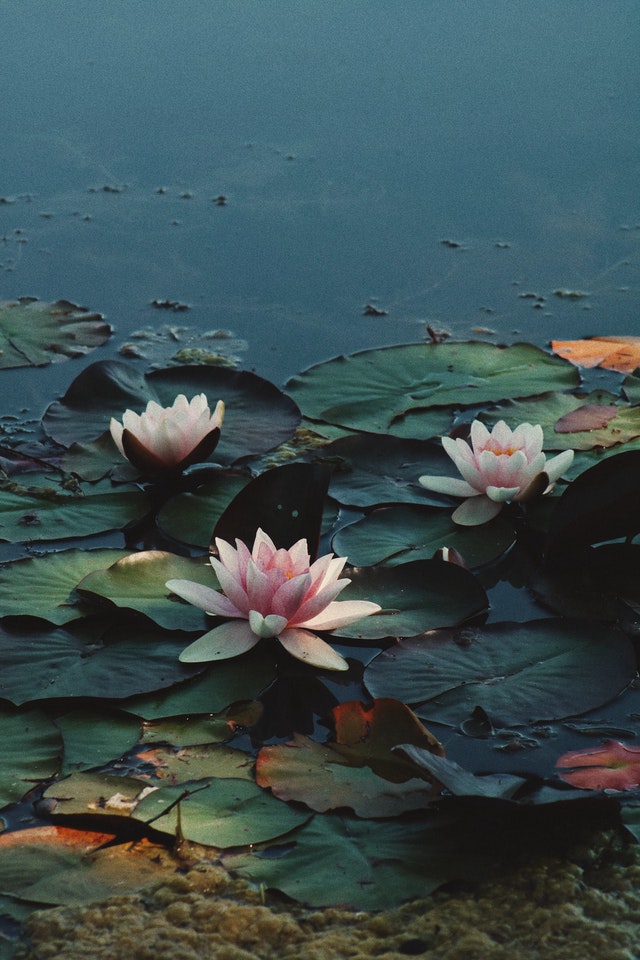 Lilly pad pond pink flower green leaves